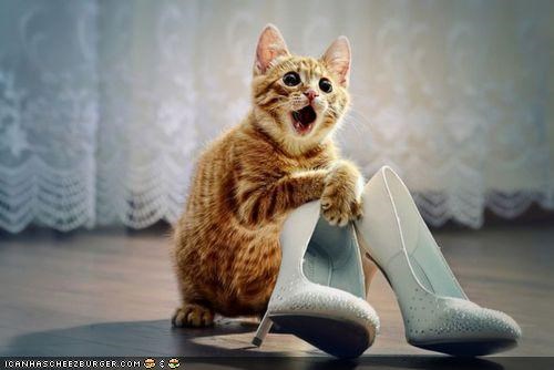 Cyoot Kitteh of teh Day: O Gurl, Did U Get Dese awn Sale?!