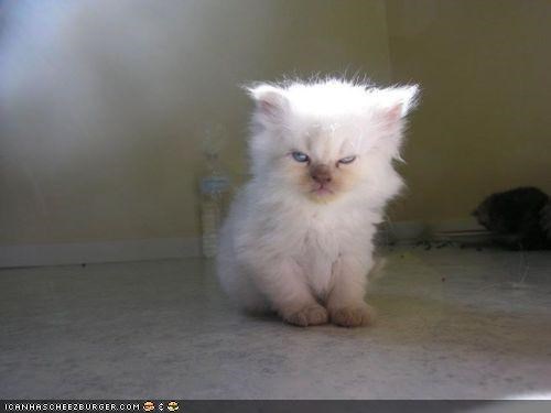 Cyoot Kitteh of teh Day: Ai Has a Grumpee