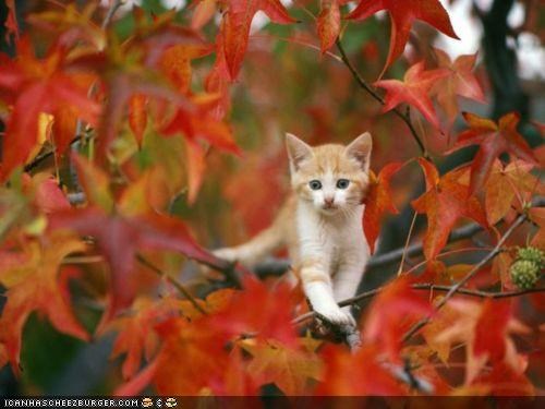 Cyoot Kitteh of teh Day: Autumn Is Coming