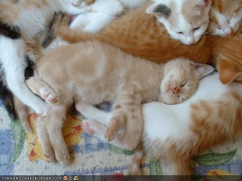 Cyoot Kittehs of teh Day: Purr Pile
