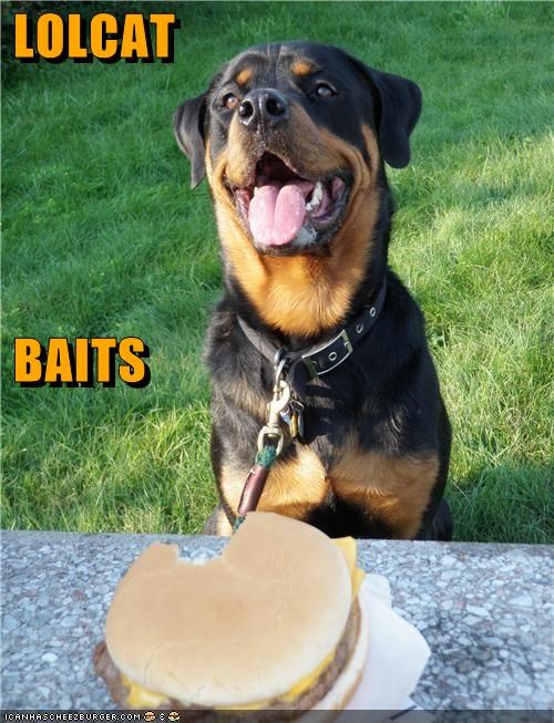 LOLCAT