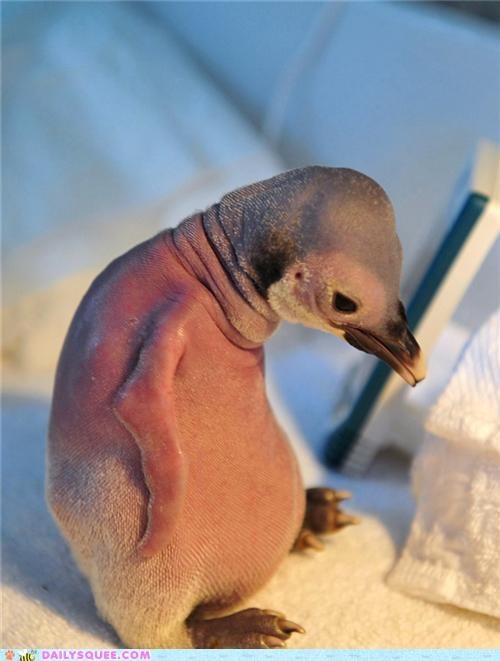 Penguin Chick Finds Feathers Through TLC
