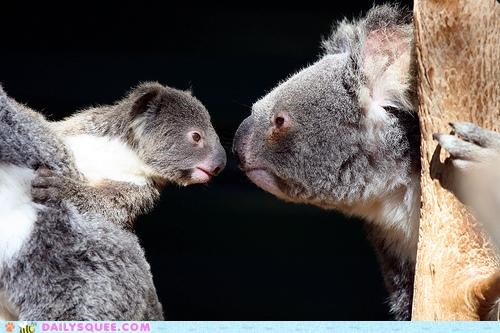 Squee Staring Contest