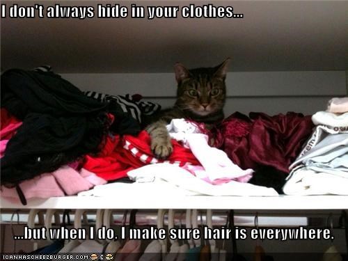 I don't always hide in your clothes...  ...but when I do, I make sure hair is everywhere.