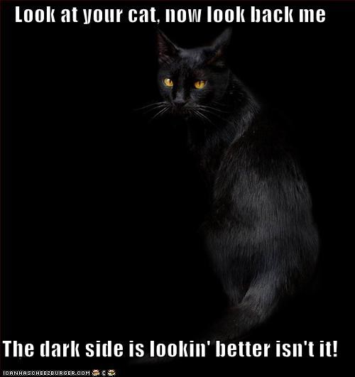 Look at your cat,