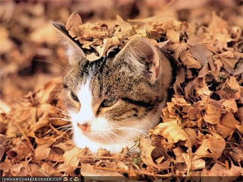 20 Cats Enjoying Fall Foliage