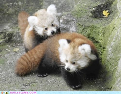 Awwwwwdentical Twins