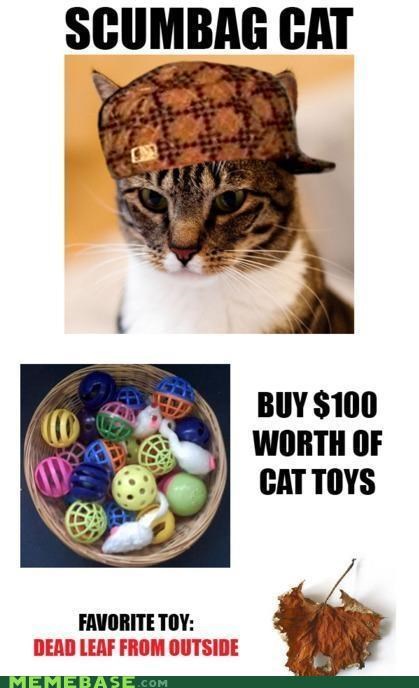 Scumbag Cat