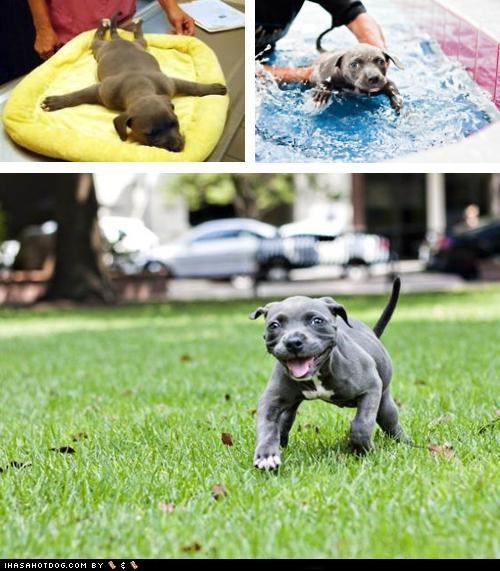 Meet Awesome Puppy of the Day, Harper