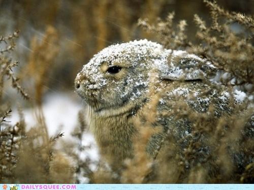 Snow White Rabbit