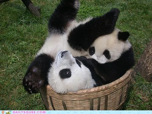 Acting Like Animals: Tight Fit