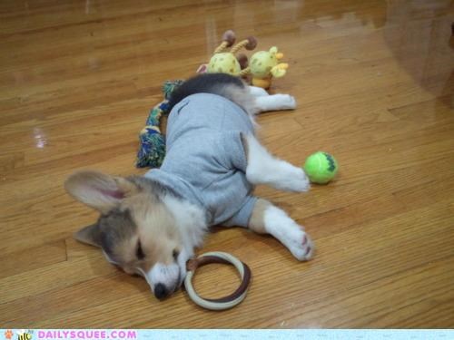 The Epitome of Pooped Pup