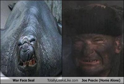 War Face Seal Totally Looks Like Joe Pescie (Home Alone)
