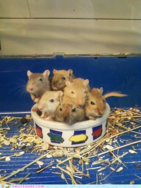 Bundle of babies