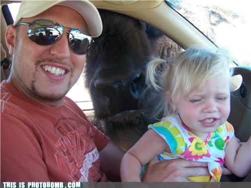 Don't You Hate It When a Buffalo Interrupts?
