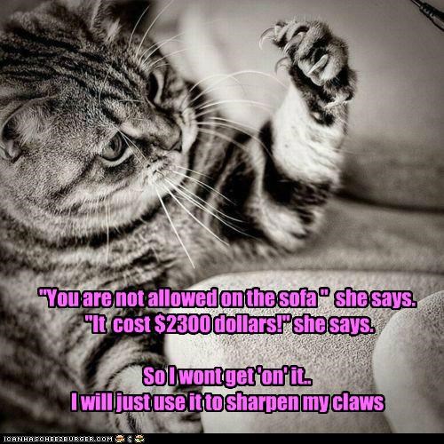 "You are not allowed on the sofa "  she says.  "It  cost $2300 dollars!" she says. So I wont get 'on' it.. I will just use it to sharpen my claws