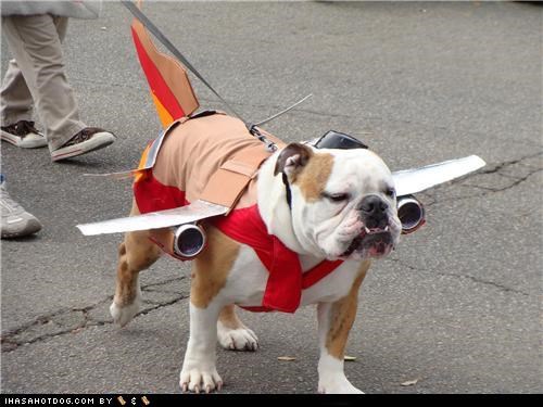 Dogtober 2011: Bullgoggie Airlines, Test Flight