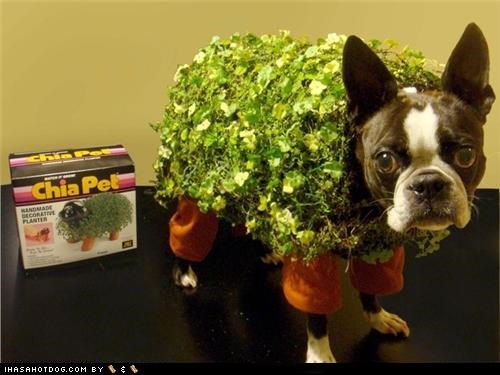 Dogtober 2011: New and Improved!