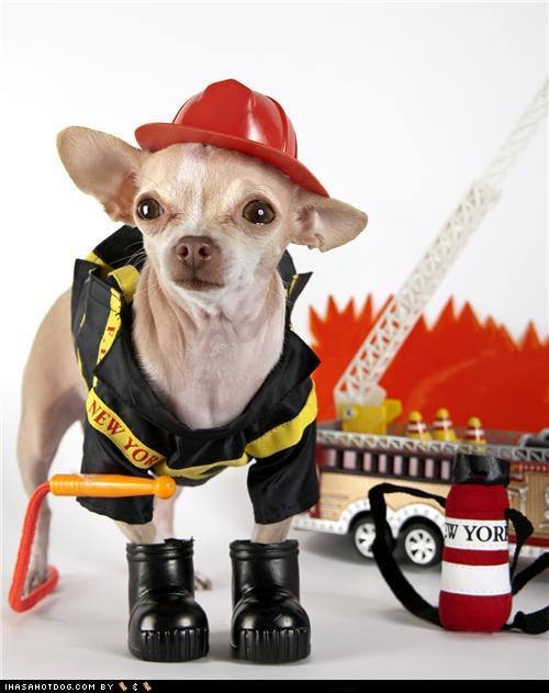 Dogtober 2011: First Day on the Job