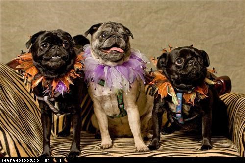 Dogtober 2011: Happy Pugoween!