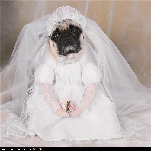 Dogtober 2011: Here Comes the Bride