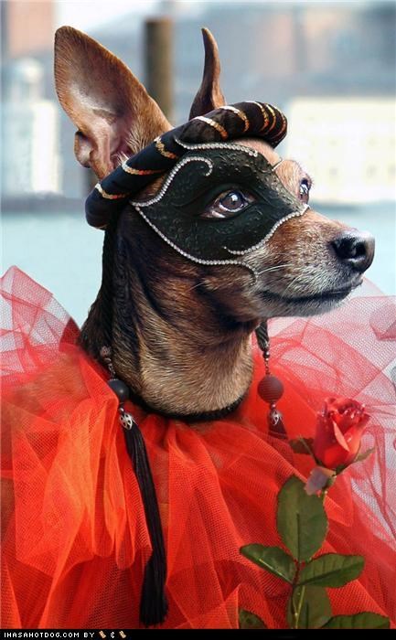 Dogtober 2011: Masquerade Mutt