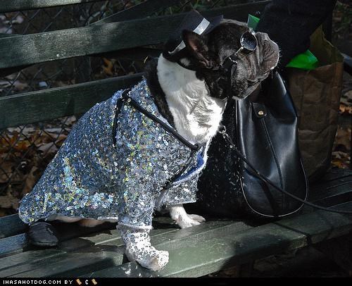 Dogtober 2011: Don't Stop 'Til You Get Enough!