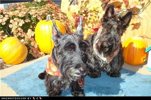 Dogtober 2011: Happy 4 Howl-o-ween!