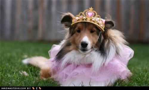 Dogtober 2011: Pwetty, Pwetty Pwincess!