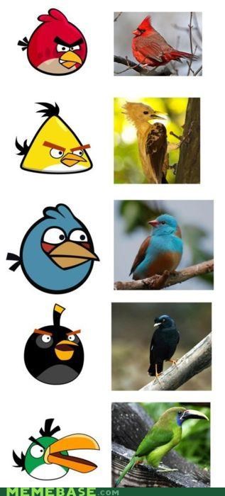 Angerbirds IRL