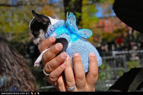 Dogtober 2011: Tiny Fairy Princess