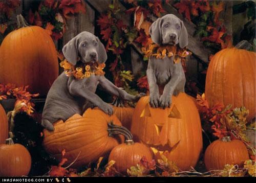 Dogtober 2011: 'Lil Punkins!