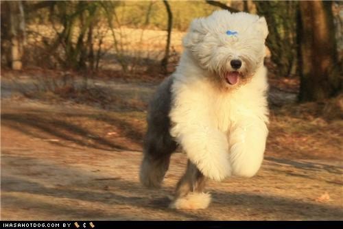 Goggie ob teh Week: Frisky Frolic!