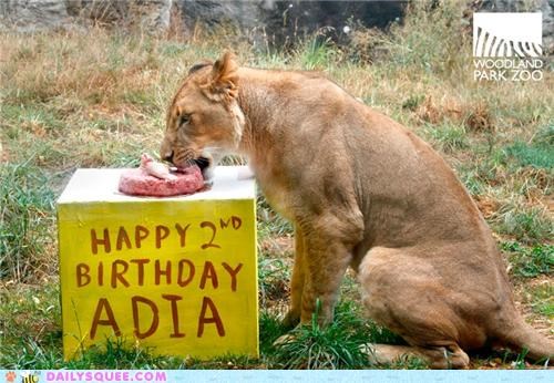 Adia the Lion Turns Two!