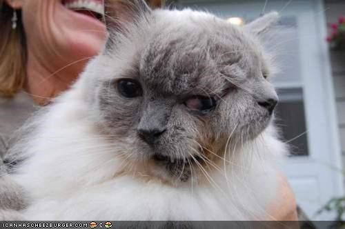 Frank and Louie: The World's Longest Living Janus Cat