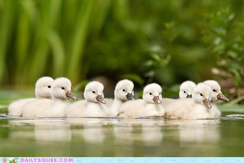 Getting Your Swans in a Row