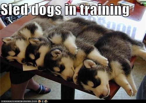Sled dogs
