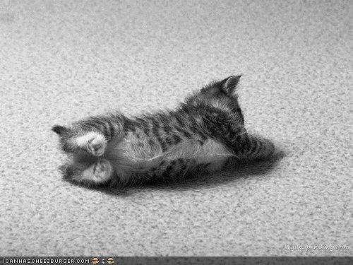 Cyoot Kitteh of teh Day: Halp!  Iz Fallin 'n Iz Kant Git Upz!