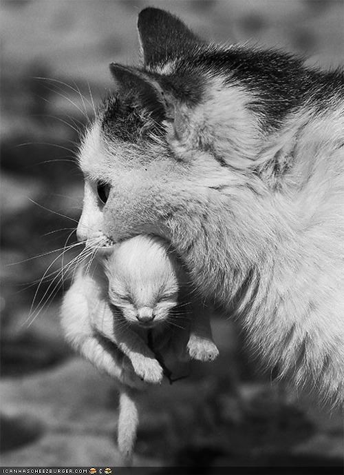 Cyoot Kittehs of teh Day: Mama Knows Best