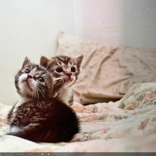 Cyoot Kittehs of teh Day: Les Enfants Terribles