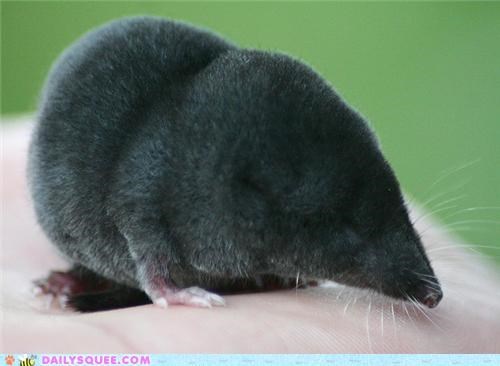 Squee Spree: A Shrewd Observation