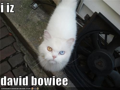 i iz  david bowiee