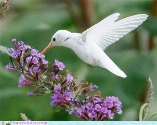 Stunning Photos of a Rare Albino Hummingbird