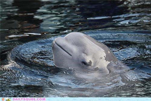Squee Spree: Belugas Vs. Dolphins!