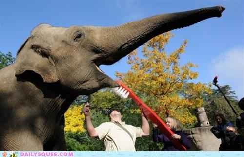 Acting Like Animals: Twice a Day, Every Day