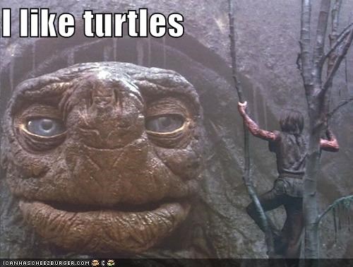 Everyone on the Internet Likes Turtles