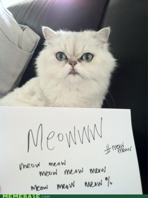 Meow Wall Street