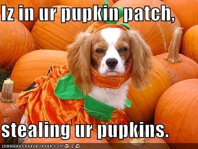 Happy Halloween- Pumpkin Patch