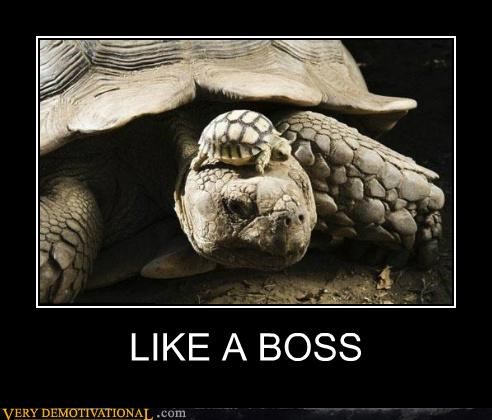 LIKE A BOSS