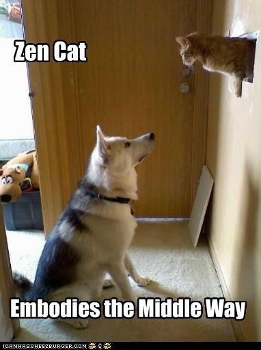 Zen Cat